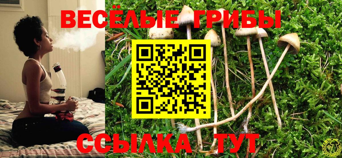 Лыткарино  Псилоцибиновые грибы Psilocybe  Вход с VPN  Галлюциногенные грибы Psilocybe 